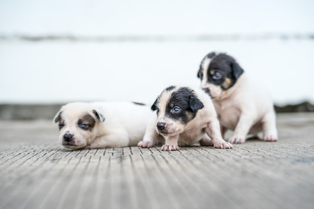 stray puppies lying on the streetの写真素材