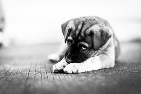 black and white of close-up small homeless puppyの写真素材