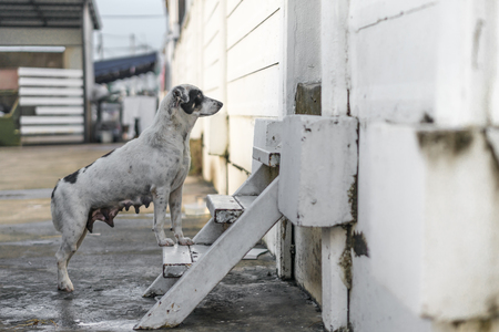 Homeless female dog are standing at stairwayの写真素材