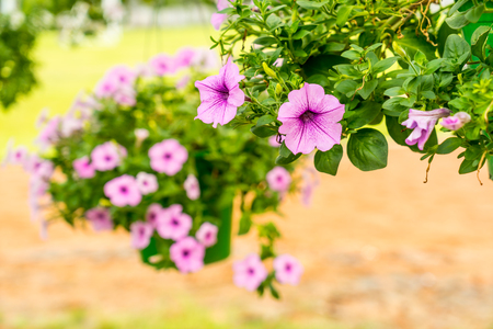 purple petunia flowers in the garden outdoorの写真素材