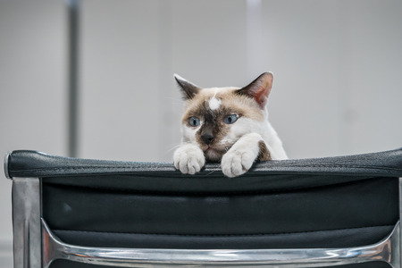 brown and white kitten on black chairの写真素材