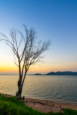 silhouette of tree  at reservoir Bang Phra, Sriracha, Chonburi, Thailand, in sunsetの写真素材