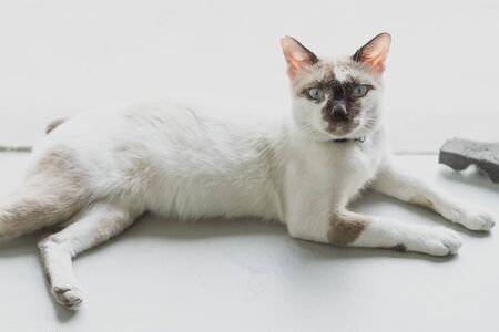 The cat is lay, with eye focus.