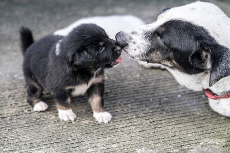 lovely Puppy playing outdoor