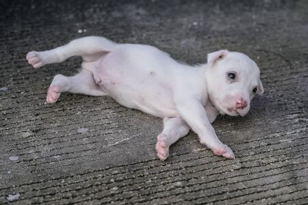 cute  thai puppy lying and playing on the groundの写真素材