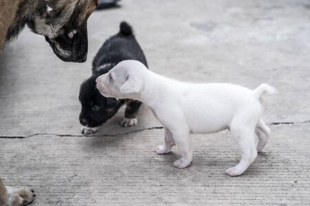 lovely Puppy playing outdoorの写真素材
