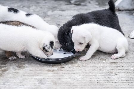 Puppies are eating breast milk in black dishの写真素材