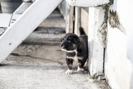 lovely Puppy playing outdoorの写真素材