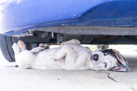 The puppy lie supine under the car.の写真素材