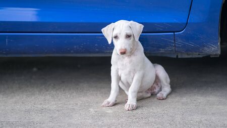 white puppy sat looking at the road beside the car.