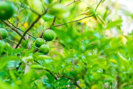 Fresh limes on tree backgroundの写真素材
