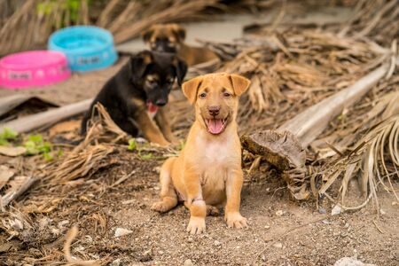 Brown and Black stray puppies Sitting on the groundの写真素材