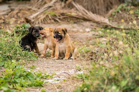 Brown and Black stray puppies Sitting on the groundの写真素材
