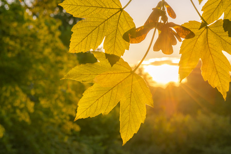Fall leaves close up and golden sun - Warm, golden sun seen through tree leaves in autumn colors,...