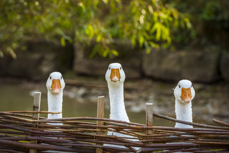 Three funny white geese - Funny image with three domestic geese behind a wattled fence, looking in the same direction.の写真素材