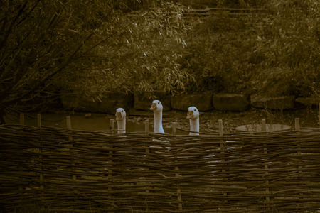 Geese behind fence in vintage settings - Vintage image with domestic white geese looking over a fence from a small german farmの写真素材
