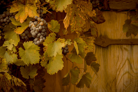 Red grapes in autumnal decor - Close up with a bunch of grapes hanging from their vines with dried green-yellow leavesの写真素材