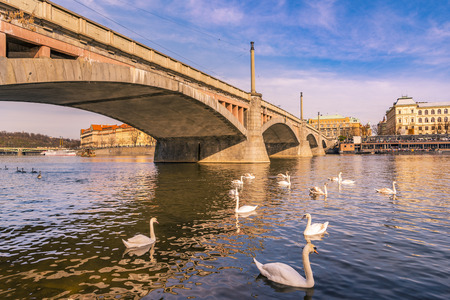 Landscape of buildings and bridge in Prague city, the capital of Czech Republic, with a group of swans on the Vltava river, on a sunny day of spring.の写真素材