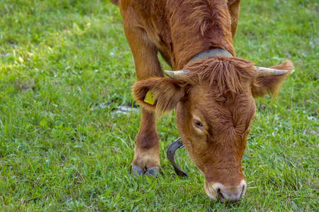 Close up with a brown calf head, while eating the green grass, inside a farm in south Germanyの写真素材