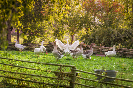 Group of geese at a small german bird farm, in a summer decor with green grass and trees, surrounded by a wattled fenceの写真素材