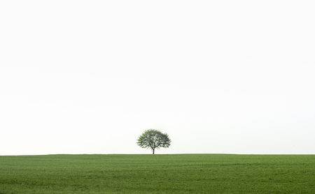 Landscape in the Southwest Germany region, near the town Schwabisch Hall with a single tree on a...