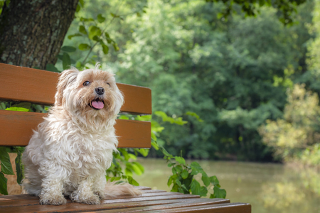 Funny looking small dog from Bichon Havanese breed, waiting with its tongue out, on a wooden bench, in nature, on a sunny day of summer.の写真素材
