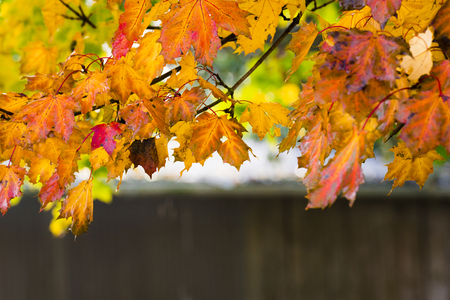 Fall background with a tree branch with leaves in autumn colors, framing the picture. A design and context for autumn concepts.の写真素材