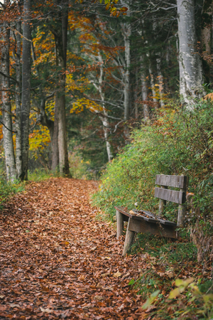 Autumn scenery with a wooden bench on the side of an alley covered with colorful fallen leaves, on an October morning, in Fussen, Bavaria, Germany.の写真素材