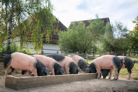 Countryside scene with German breed pigs, the Swabian-Hall swine, eating together, outdoor, in the yard, in Schwabisch Hall, Germany.の写真素材