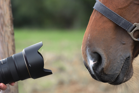Camera lenses pointing towards a very curious horse, peering with its brown nose with large nostrils.の写真素材