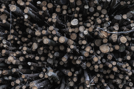 Close-up with a pile of tree trunks recently harvested from a german forest