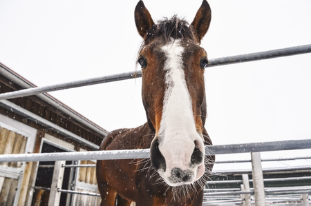 Curious horse with its head through the fence, looking at the camera, under snowfall, on a winter day, near Schwabisch Hall, Germany.の写真素材