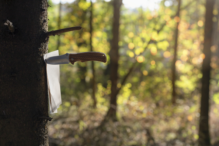 Knife piercing a bunch of empty book pages and fixing them to a tree trunk, in a deciduous forest, on a sunny day of October, in Germany.の写真素材