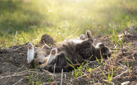 Adorable cat laying down on its back with the paws up, enjoying the warmth of the autumn sunshine, in Germany.の写真素材