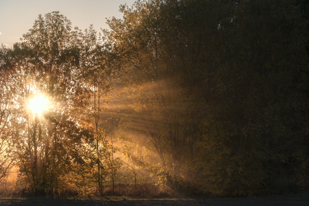 Autumn sunrise landscape with the sun piercing through mist and trees, enlightening with its rays the forest, on a sunny day of October, in Germany.の写真素材