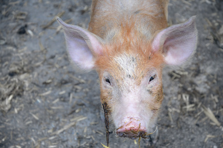 Funny reddish little pig, from the Tamworth breed, looking up at the camera, with its dirty snout full of hay.の写真素材