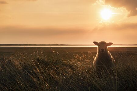 Baby sheep facing the camera and standing in tall grass, in the golden hour of the sunrise, in Sylt, Germany.の写真素材