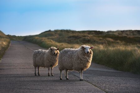 Two curious sheep looking at the camera in the middle of an empty street, on Sylt Island, Germany, in the golden morning light.の写真素材
