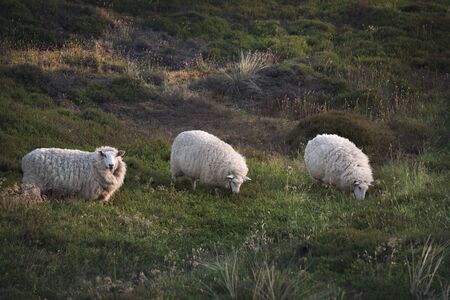 Three woolly sheep, in a row, grazing on a meadow with grass and moss, in the morning, at the golden...