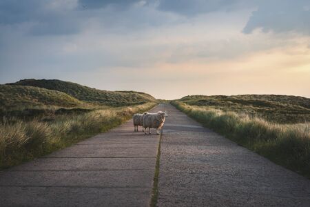 Picturesque scenery on Sylt island, Germany with two sheep standing in the middle of an empty road, through dunes with grass and moss, at dawn.の写真素材
