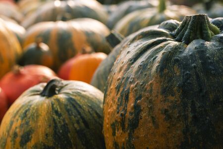 Pile with edible pumpkins of different assortments. Many types of pumpkins in a stack close-up