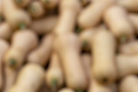 Pile with butternut squashes. Blurry background with a multitude of yellowish squashesの写真素材