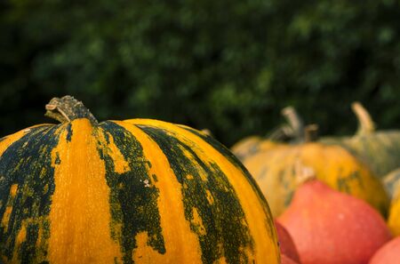Striped yellow squash with green lines. Pile of freshly harvested pumpkinsの写真素材