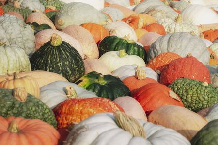 Collection of pumpkins assortment background. Various sizes and colored pumpkins. Autumn market with...