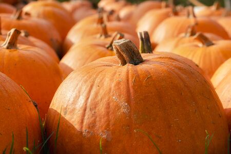 Edible squash close-up. Orange pumpkins on harvest day. Autumn market arrangement with orange...