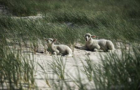 Two baby sheep lying on white sand between tall grass, on Sylt island coastline, at North Sea, Germany. Sunny beach day in northern Europe. Cute lambsの写真素材