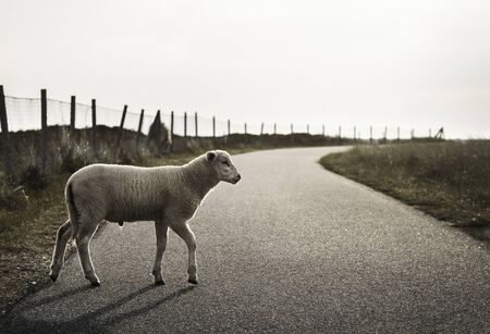 White sheep crossing a road on Sylt island, at North Sea, Germany. Cute lamb walking on the street. One baby sheep on a country road. Northern sheep.の写真素材