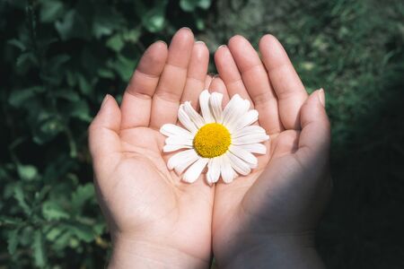 Big white daisy held in woman hands over aqua mint grass background, in sunlight. Protecting flower....