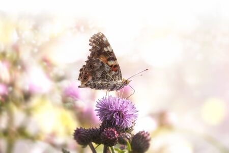 Colorful butterfly on a thistle purple flower in sunlight. Surreal summer image with wildflower and butterfly. Lovely butterfly feeding on a flower.の写真素材