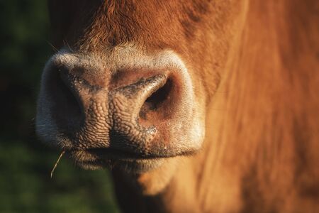 Cow nose close-up, in bright sunlight. Macro image of a cow snout. Red fur cow snout. Domestic animal nose. Brown ox nose close-up.の写真素材